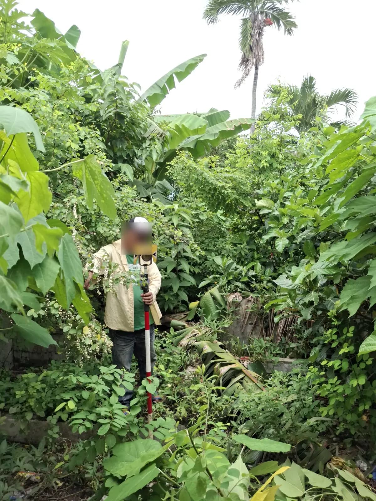 Field crew member holding a prism pole among banana plants and dense vegetation during a relocation survey