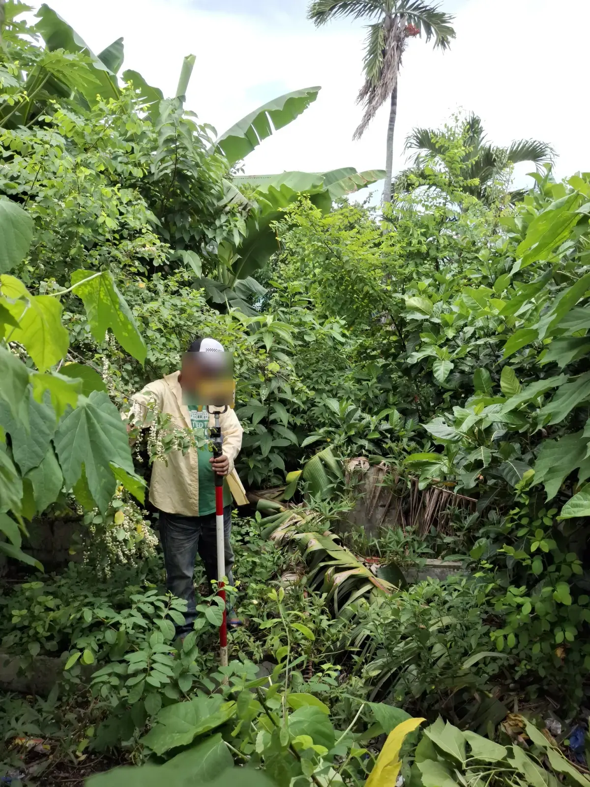 Survey prism held upright among thick ground cover beneath banana leaves and palm trees