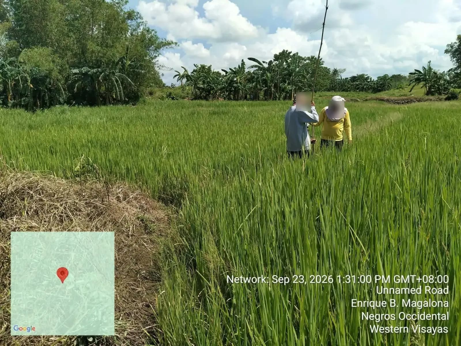Two people positioning survey equipment in a rice field bordered by banana plants