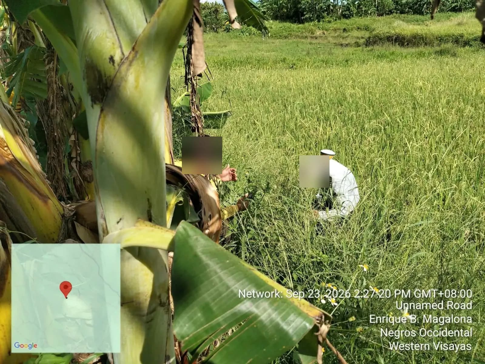 Two crew members working beside a GNSS pole among rice plants and banana trees