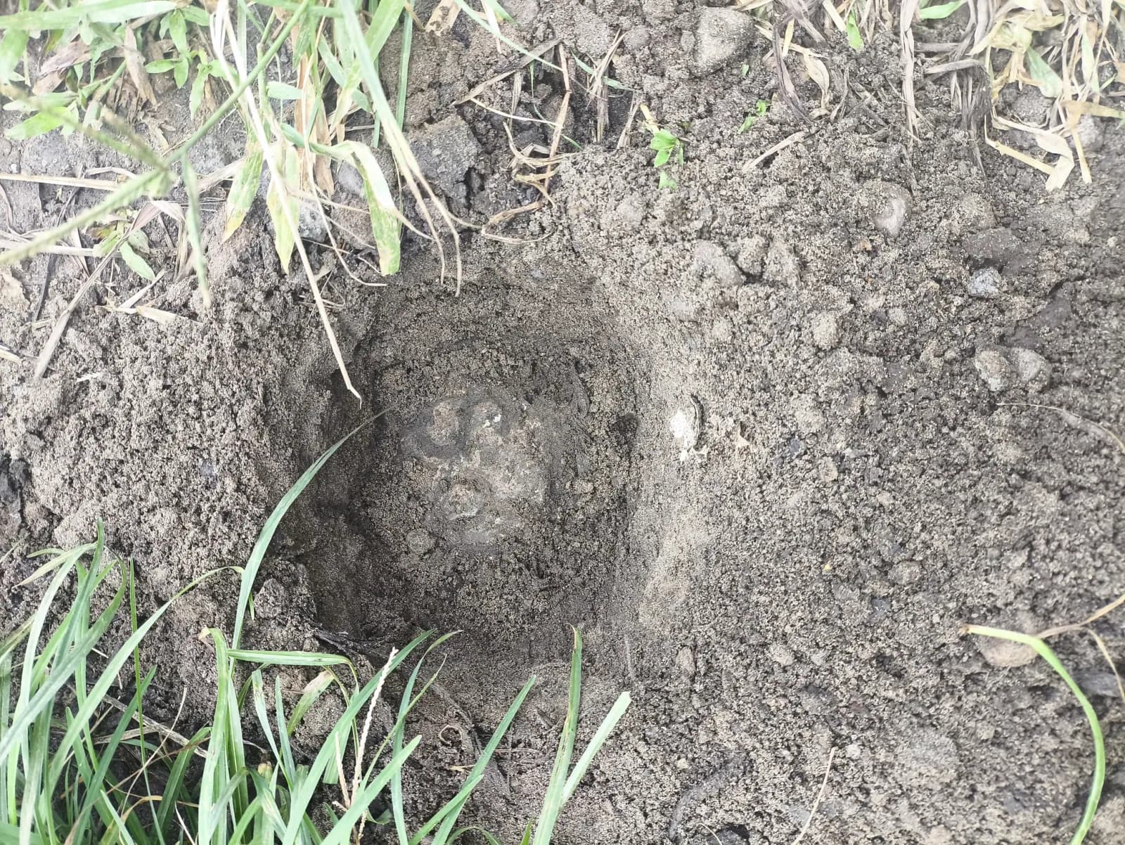 Close-up of a round concrete monument surrounded by loosened soil and grass at the Silay survey site