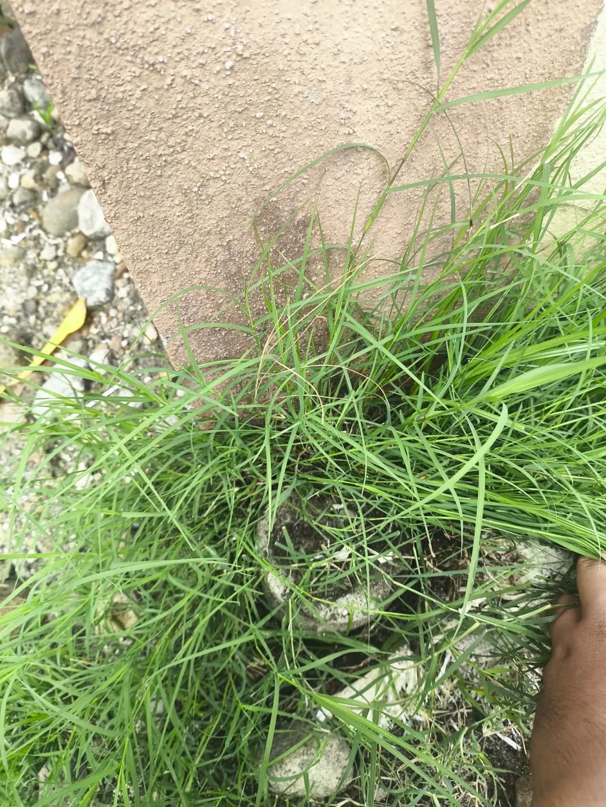 Grass held aside by hand to reveal the ground and concrete at the base of a wall